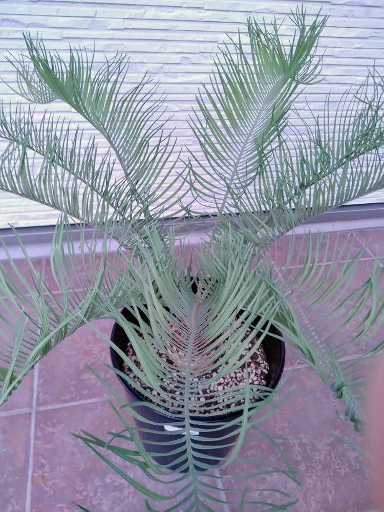 サイカス　カイルンシアナ サイカス・カイルンシアナ | trigger